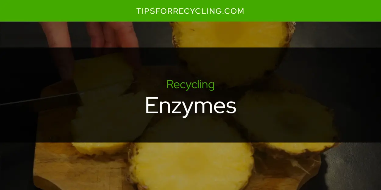 Are Enzymes Recyclable?