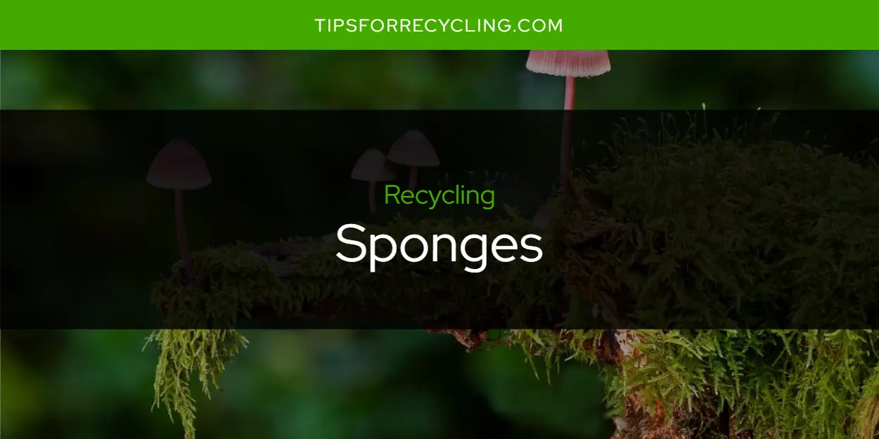 Are Sponges Recyclable?